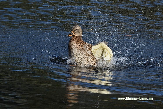 Stockente - Copyright Stefan Pfützke