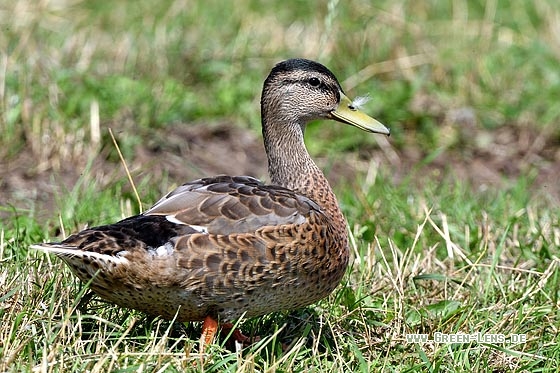 Stockente - Copyright Stefan Pfützke