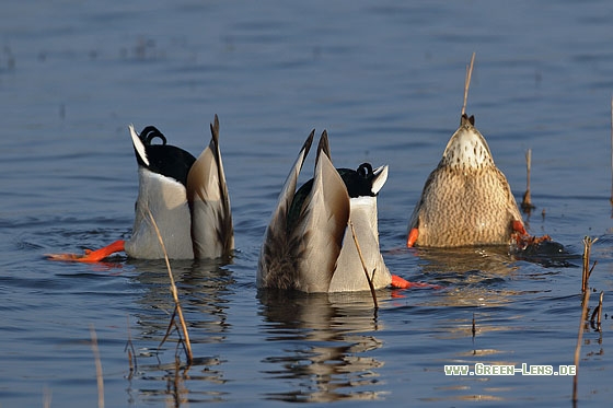 Stockente - Copyright Stefan Pfützke