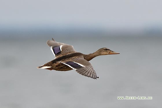 Stockente - Copyright Stefan Pfützke