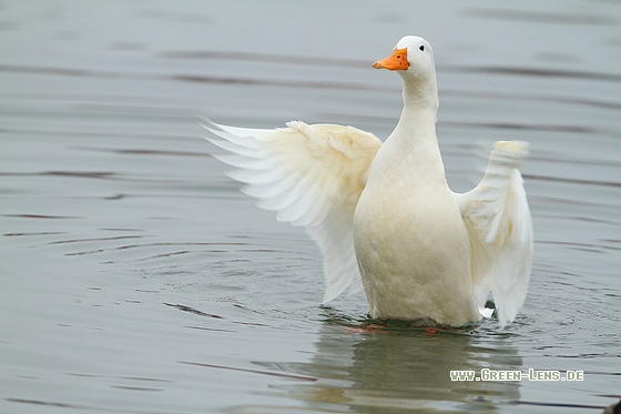 Hausente - Copyright Stefan Pfützke