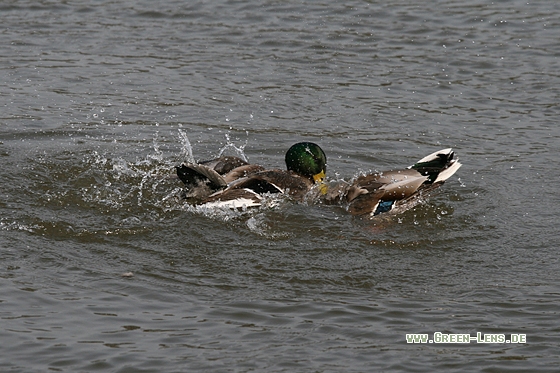 Stockente - Copyright Stefan Pfützke