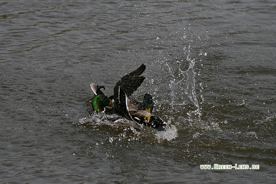 Stockente - Copyright Stefan Pfützke