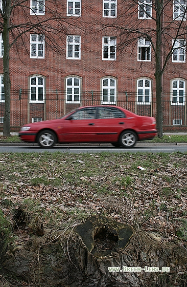 Stockente - Copyright Stefan Pfützke