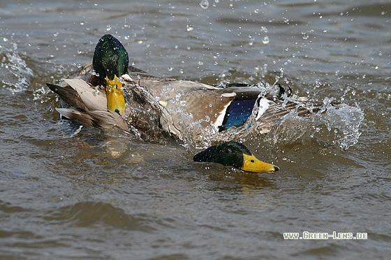 Stockente - Copyright Stefan Pfützke