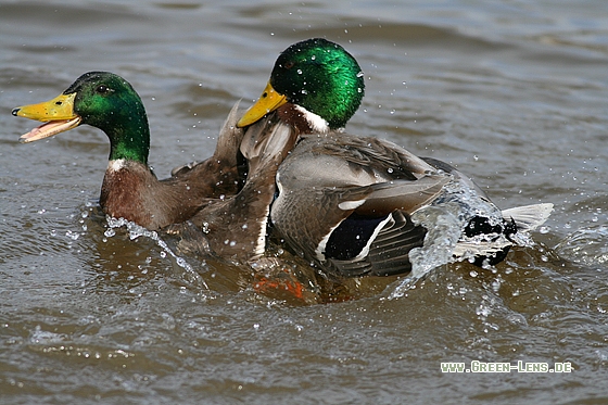 Stockente - Copyright Stefan Pfützke