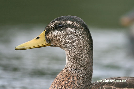 Stockente - Copyright Stefan Pfützke