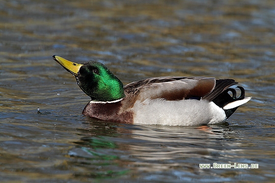 Stockente - Copyright Stefan Pfützke