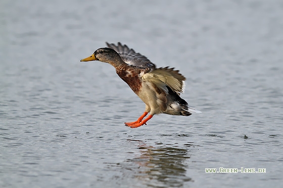 Stockente - Copyright Stefan Pfützke