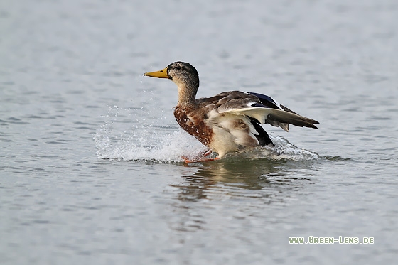 Stockente - Copyright Stefan Pfützke