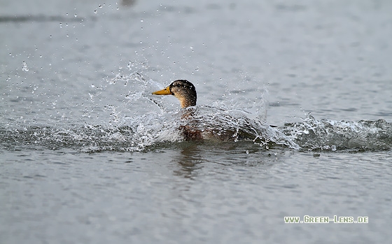 Stockente - Copyright Stefan Pfützke