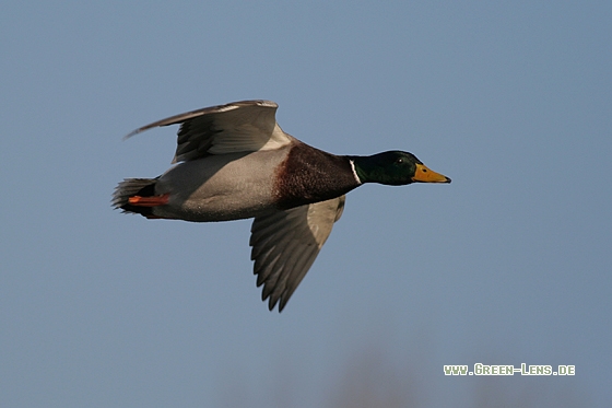 Stockente - Copyright Stefan Pfützke