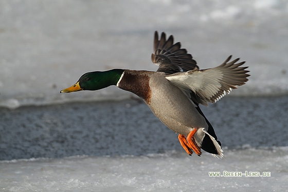 Stockente - Copyright Stefan Pfützke