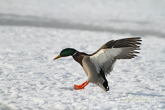 Stockente - Copyright Stefan Pfützke