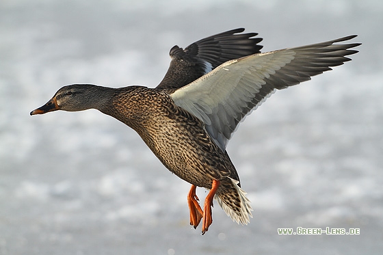 Stockente - Copyright Stefan Pfützke