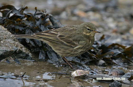 Strandpieper - Copyright Stefan Pfützke