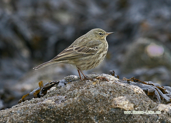 Strandpieper - Copyright Stefan Pfützke