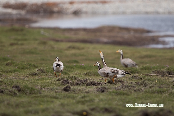 Streifengans - Copyright Mathias Putze