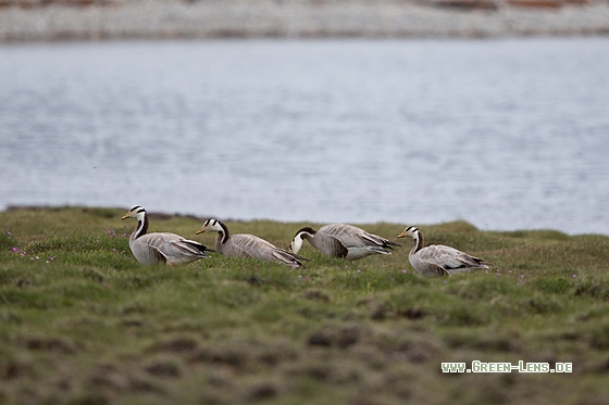 Streifengans - Copyright Mathias Putze