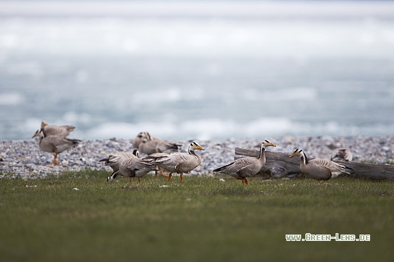 Streifengans - Copyright Mathias Putze