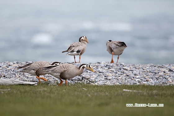 Streifengans - Copyright Mathias Putze