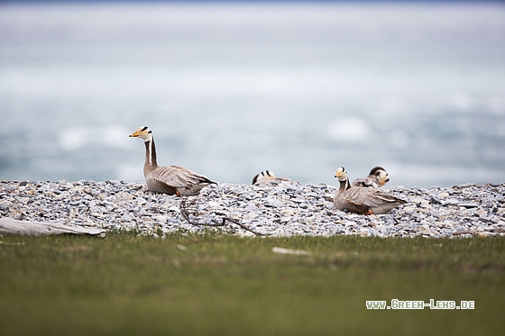 Streifengans - Copyright Mathias Putze