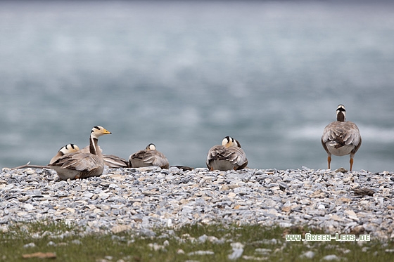 Streifengans - Copyright Mathias Putze