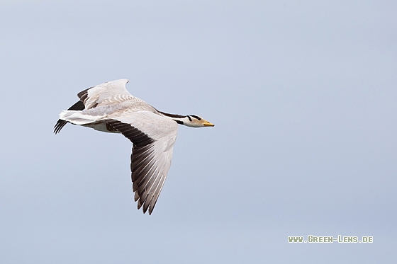 Streifengans - Copyright Mathias Putze