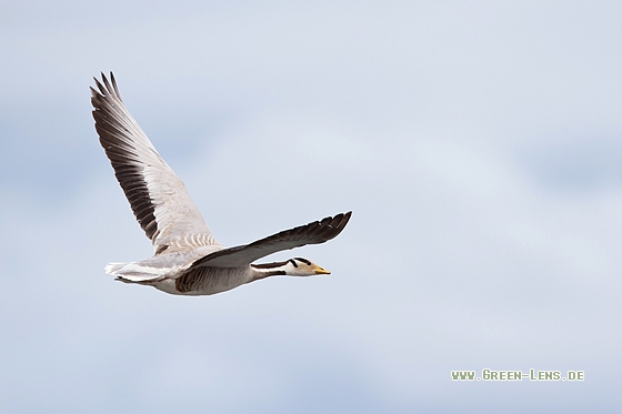 Streifengans - Copyright Mathias Putze