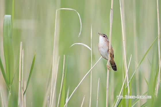 Streifenschwirl - Copyright Mathias Putze