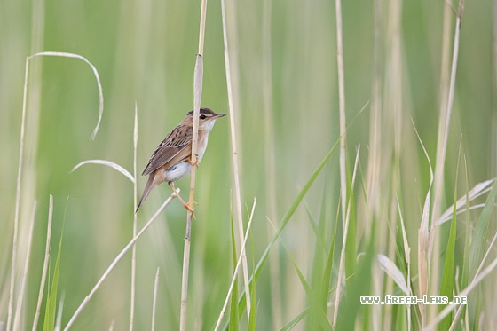 Streifenschwirl - Copyright Mathias Putze