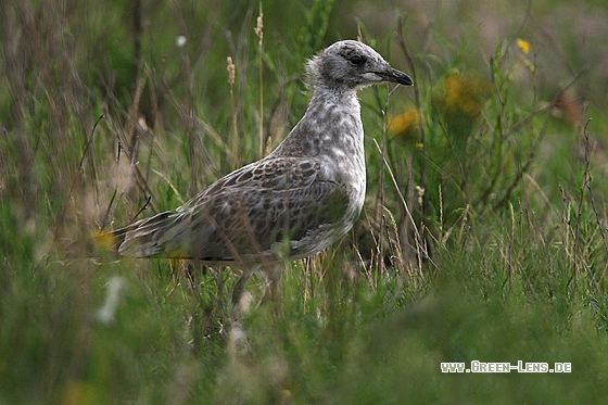 Sturmmöwe - Copyright Stefan Pfützke