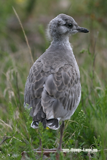 Sturmmöwe - Copyright Stefan Pfützke