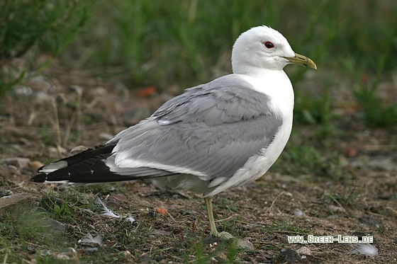 Sturmmöwe - Copyright Stefan Pfützke