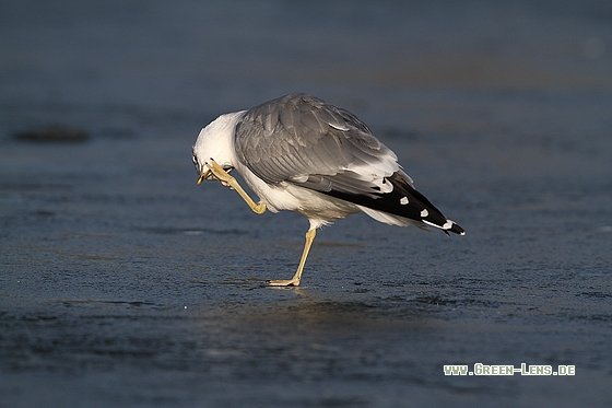 Sturmmöwe - Copyright Stefan Pfützke