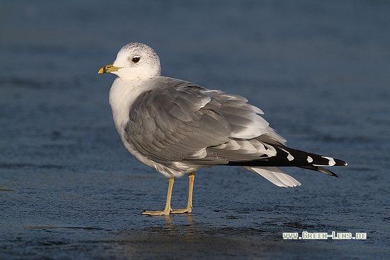 Sturmmöwe - Copyright Stefan Pfützke