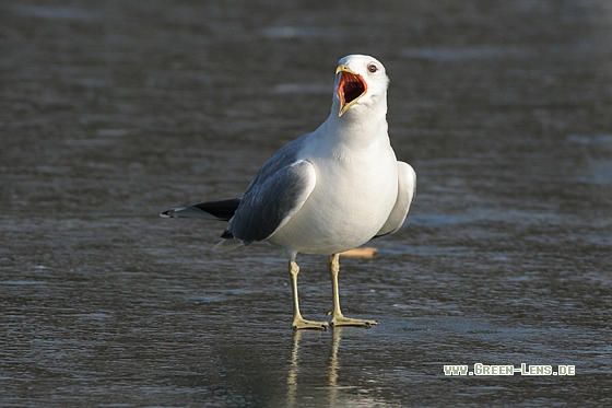 Sturmmöwe - Copyright Stefan Pfützke