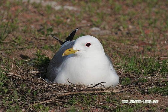 Sturmmöwe - Copyright Stefan Pfützke