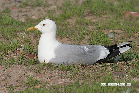 Sturmmöwe - Copyright Stefan Pfützke