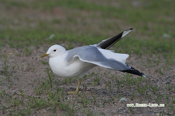 Sturmmöwe - Copyright Stefan Pfützke