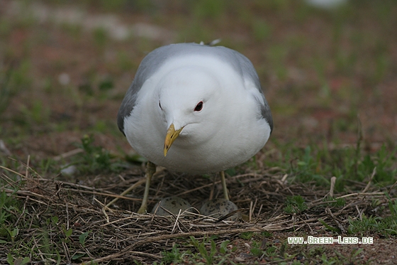 Sturmmöwe - Copyright Stefan Pfützke