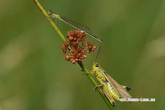 Sumpfschrecke - Copyright Christian Gelpke