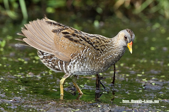 Tüpfelsumpfhuhn - Copyright Stefan Pfützke