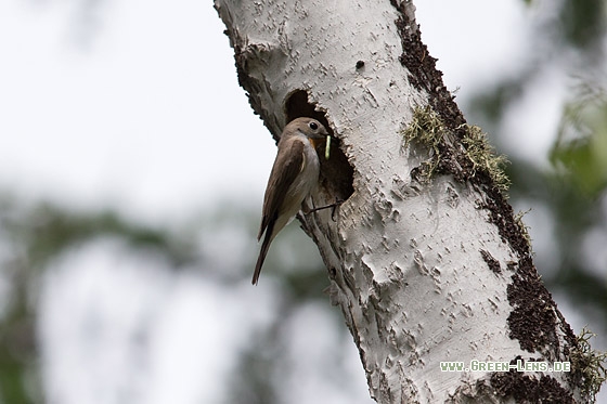 Taigazwergschnäpper - Copyright Mathias Putze