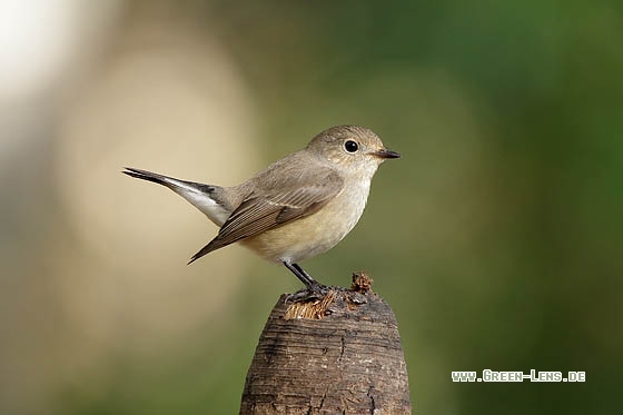 Taigazwergschnäpper - Copyright Stefan Pfützke