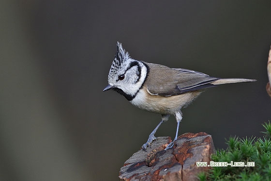 Haubenmeise - Copyright Stefan Pfützke