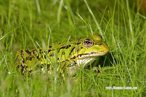 Teichfrosch - Copyright Stefan Pfützke