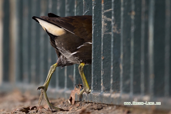 Teichhuhn - Copyright Mathias Putze