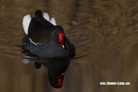 Teichhuhn - Copyright Mathias Putze