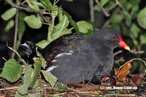 Teichhuhn - Copyright Stefan Pfützke